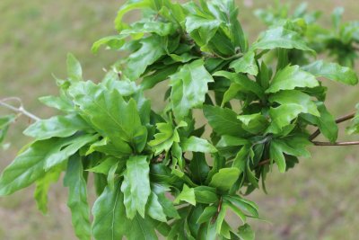 Fagus sylvatica 'Crarae' - buk lesní - jarní listy